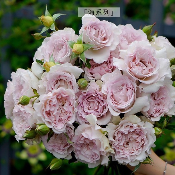 Роза флорибунда Дью Фрагранс